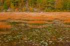 USA-New England-Maine-Mt-Desert Island-Acadia National park with lily pads in small pond with golde Art Print